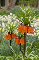 Fritillaria imperialis surrounded by Narcissus.
