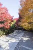 Cobbled, gravel  and paved driveway approaching temple entrance. Acers in autumn colour.
