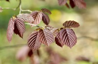 Brown leaves of Corylus maxima 'Fusca Rubra' syn. Corylus avellana 'Fuscorubra'. April