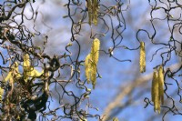 Corylus avellana 'Contorta' - contorted hazel - yellow catkins amongst twisted branches. April
