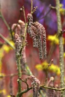 Corylus maxima 'Red Filbert'- hanging purplish-pink catkins. February