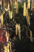 Corylus avellana 'Contorta' - contorted hazel - yellow catkins amongst twisted branches  in the glare of sunlight. April