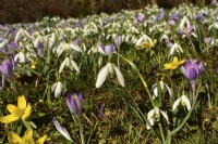Galanthus nivalis, Crocus, Eranthis hyemalis on the early spring meadow. March