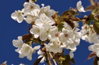 White flowering branches of Prunus serrulata Tai Haku. April