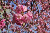 Pink flowers branches of Prunus serrulata 'Kanzan'- Japanese Cherry Tree - April