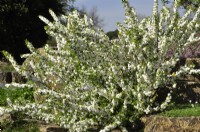 Prunus glandulosa 'Alba Plena'- dwarf flowering almond- on the rockery. April