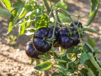 Solanum lycopersicum Black Beauty, summer July