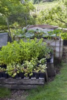 Compost heap planted with courgettes beside a wooden palette of potted nursery plants.
