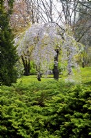 Flowering Prunus subhirtella 'Pendula' in the park, April