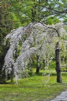 Flowering Prunus subhirtella 'Pendula' in the park, April