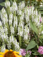 Salvia nemorosa Sensation White, summer July