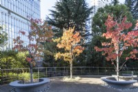 Three acers, two encircled by stone seats, in autumn colour in main plaza, with view to surrounding skyscrapers. 