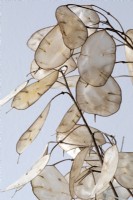 Lunaria annua honesty - translucent seed cases