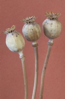 Papaver somniferum Opium Poppy dried seed pods