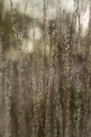 Calamagrostis x acutiflora 'Karl Foerster' - Feather reed grass
