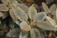 Rhododendron leaves with graffitti etched on the leaves by plant vandals.