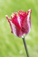 Tulipa 'Colour Fusion' - Tulip - April