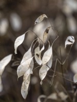 Lunaria rediviva - Perennial Honesty seeds