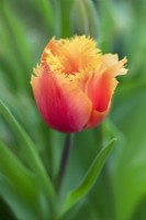 Tulipa 'Aleppo' - Tulip - April