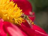 Episyrphus balteatus - Hover Fly on dahlia flower