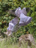 Columba palumbus - Wood Pigeon courtship