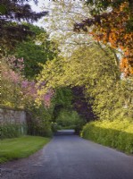 Country lane in spring overhung with copper beech, horse chestnut, london plane and eastern redbush - Norfolk uk