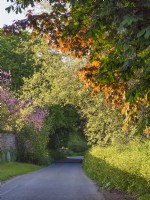 Country lane in spring overhung with copper beech, horse chestnut, london plane and eastern redbush - Norfolk uk
