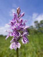 Dactylorhiza maculata - Heath Spotted-orchid growing in Norfolk grazing marsh