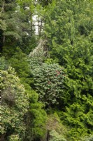 Trees and shrubs growing on a steep hillside: Cedrus libania, Rhododendron and Pieris japonica 'Forest Fire'.