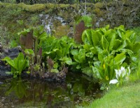 Reflections of Lysichton americanus -Skunk cabbage and Gunnera manicata and Gunnera chillensis around a  pond next to a stone wall.