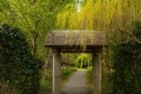 Salix chrysocoma - Weeping Golden Willow over a wooden gateway at the entrance to the Japanese Garden.


