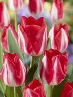 Tulipa Single Late Kissable, spring May