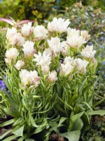 Tulipa Mystery Valley, spring April