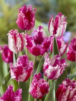 Tulipa Crispa Purple Circus, spring March