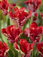 Tulipa Parrot Seadov, spring May