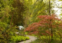 A gravel path leading past matteuccia struthiopteris and Acer palmatum to the geodesic dome housing the fenery.