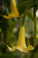Brugmansia aborea - Angel's Trumpet in the greenhouse