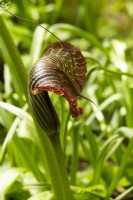 Arisaema grifithii - Cobra Lily