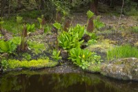Reflections of Lysichton americanus -Skunk cabbage and Gunnera manicata and Gunnera chillensis in a  pond.