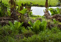 Lysichton americanus -Skunk cabbage and Gunnera manicata around a pond.