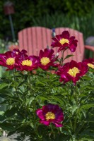 Paeonia 'Mahogany', in a garden with a red painted bench seat,flowers, blooms