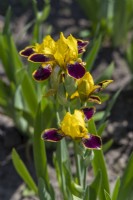 Miniature Tall Bearded Iris, 'Bumblebee Deelite'.