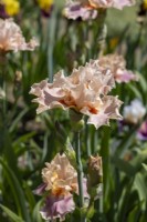 Tall Bearded Iris, 'Entitled'.