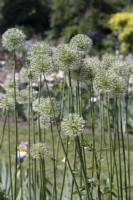 Allium stipitatum 'Mount Everest' - Ornamental onion, multiple flowers in garden bed.