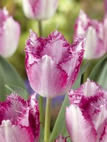 Tulipa Crispa Passion Play, spring April