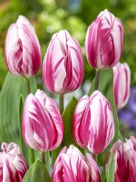 Tulipa Triumph Bojangles, spring May