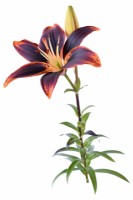 Lilium  'Forever Susan'  Asiatic hybrid lily  August