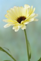 Calendula officinalis  'Snow Princess'  English marigold  Pot marigold  August
