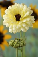 Calendula officinalis  'Snow Princess'  Flower and seed head  English marigold  Pot marigold  August