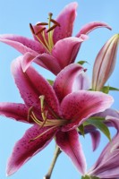 Lilium  'King Charles'  Lily  August